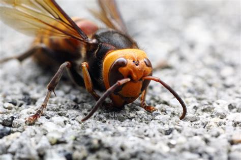 Murder Hornets a Threat to Honey Bees - Science Connected Magazine