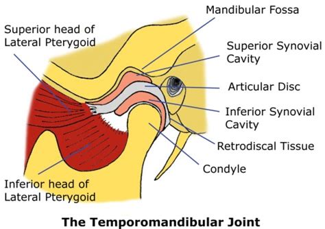 TMJ Anatomy - Physiopedia