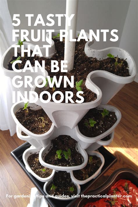 5 Tasty Fruit Plants That Can Be Grown Indoors | Fruit plants, Growing indoors, Plants