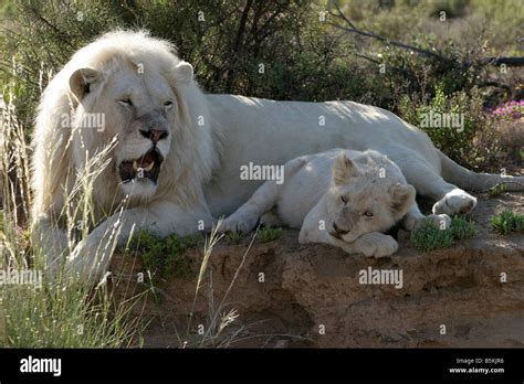 White Lion male and cub Stock Photo - Alamy