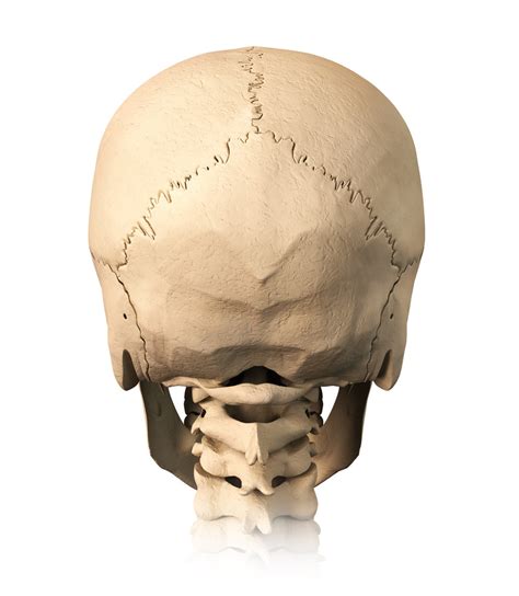 Anatomy, Back of Skull Diagram | Quizlet