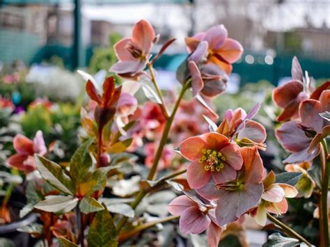 Andersonville Chamber's ANDERSONVILLE IN BLOOM Returns | Chicago, IL Patch