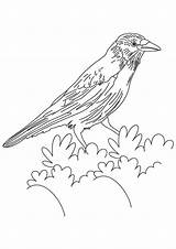 Crow Coloring Pages  Best For Kids sketch template