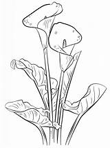 Lilies Flowers coloring Page  Download Print Or Color Online For Free sketch template