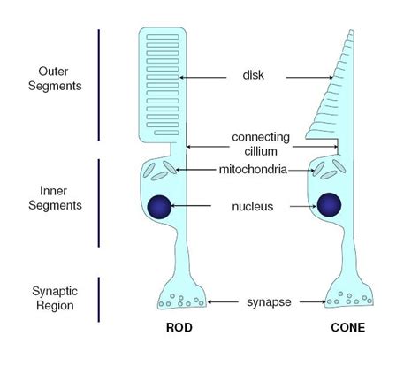 Collection 105+ Pictures Anatomy Of The Eye Rods And Cones Excellent