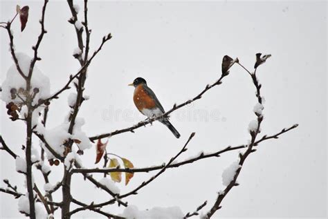 American robin in winter stock image. Image of winter - 47524625