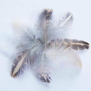 25 Quail Feathers Assorted Sizes - Etsy