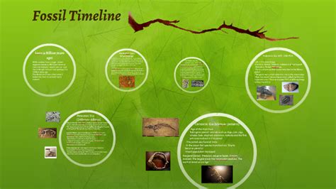 Fossil Timeline by Bianca Robertson