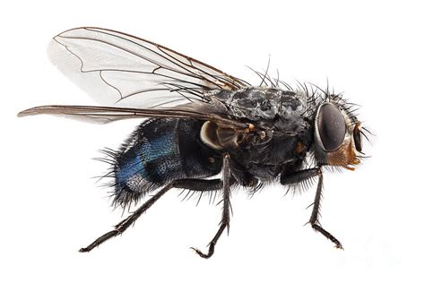 Blue Bottle Fly Species Calliphora Vomitoria Photograph by Pablo Romero - Pixels