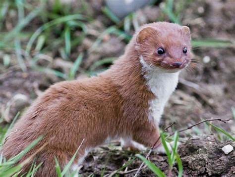 Weasel wallpapers, Animal, HQ Weasel pictures | 4K Wallpapers 2019