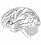 Eye Diagram Anatomy Quiz Worksheet Human Printable Unlabeled Worksheets  sketch template