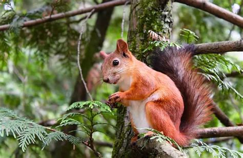 Squirrel - Description, Habitat, Image, Diet, and Interesting Facts