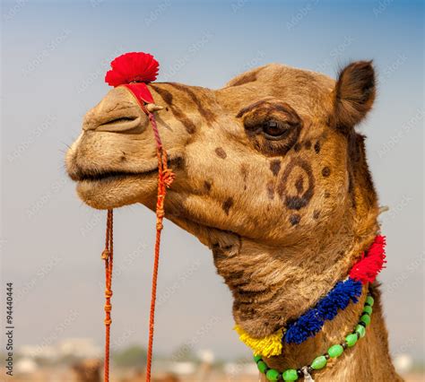 Decorated camel at the Pushkar fair. Rajasthan, India Stock Photo ...