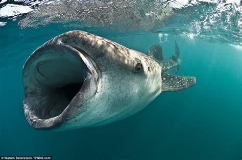 Images show whale shark hoovering up plankton in ocean gloom | Daily Mail Online