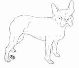 Coloring Pages Of The Boston Terrier sketch template