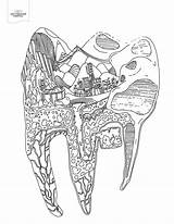 10 Toothy Adult Coloring Pages Printable  Off The Cusp sketch template