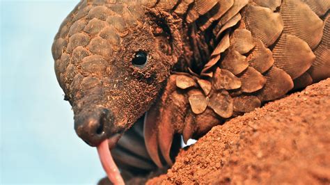 The World’s Most Wanted Animal | 5 Pangolin Facts to Know and Share | Nature | PBS