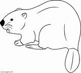 80 free Printable Beaver coloring Pages Easy To Print From Any Device  sketch template