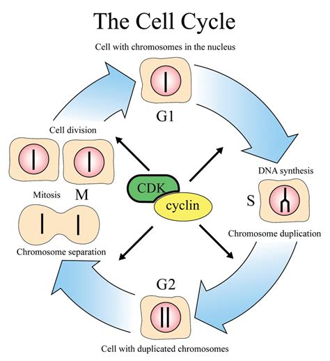 Cell Division - Biology Class