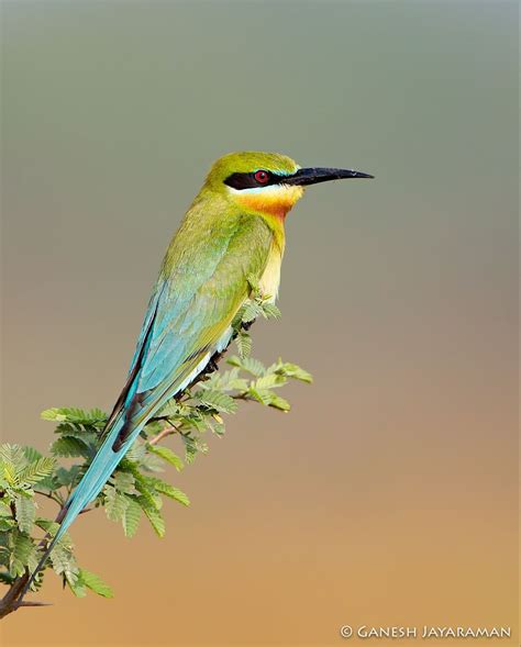 Blue Tailed Bee Eater / Oriental Bird Club Image Database : Blue-tailed Bee-eater ... - It is ...