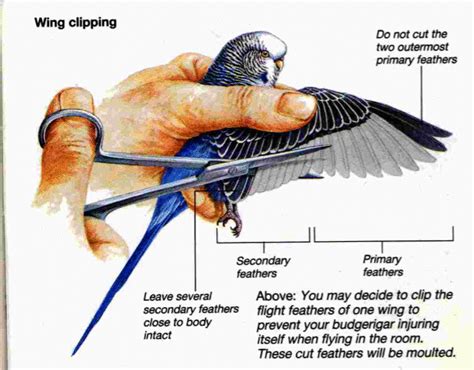 Clipped Wings - campestre.al.gov.br