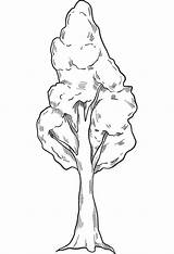 Fall Tree To Color Coloring Page  Free Printable Pages For Kids sketch template