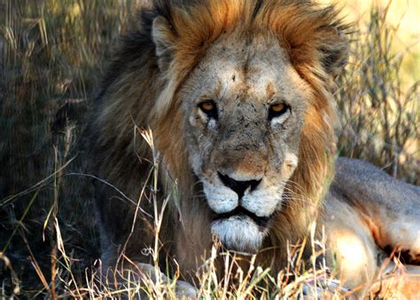 Lion at Serengeti National Park, Tanzania, Africa | Serengeti national ...