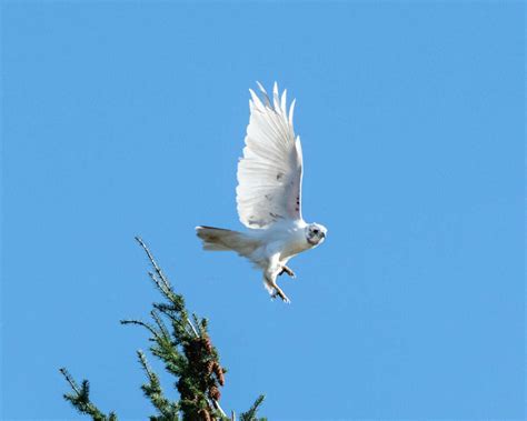 Rare leucistic Red-tailed hawk spotted in CT, nature center says