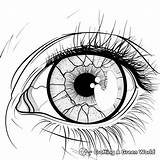 Human Body Coloring Pages  Free & Printable sketch template