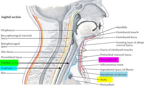 Trachea - Anatomy & Function - Trachea and Esophagus Location