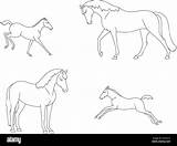 Set Of Mares With Their Foals Linear Contours For coloring Vector  sketch template