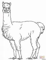 Llamacorn Coloring Pages At GetColoringscom  Free Printable Colorings sketch template