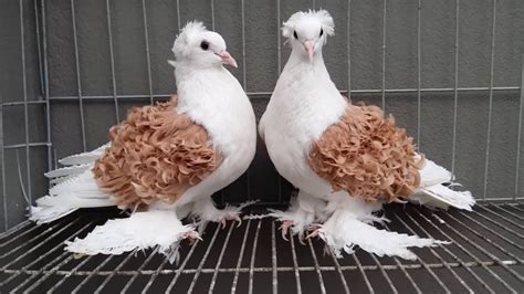 A Gallery of 10 Extraordinary Pigeons That Will Leave You Amazed ...