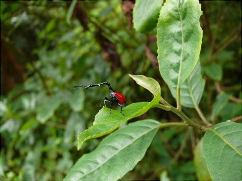 The Remarkable Giraffe Weevil of Madagascar | The Ark In Space