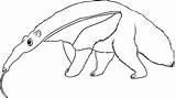Anteater Coloring Pages sketch template