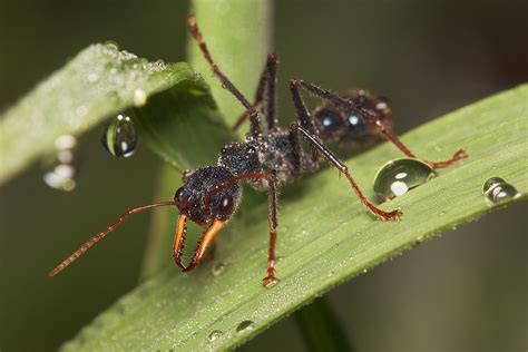 Bulldog Ant. Mymecia spp - a photo on Flickriver