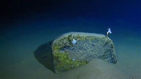 Mariana Trench: Deepest-ever sub dive finds plastic bag - BBC News