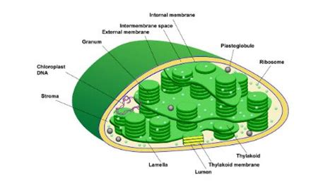 Chloroplast structure and function - scienecquery.com