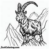 Mountain Goat Coloring Pages  For Kids – Smart Creative And Fun sketch template