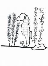Kelp Coloring Page At GetColoringscom  Free Printable Colorings Pages sketch template