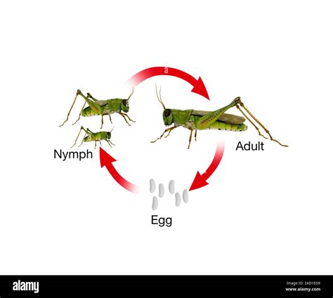 Incomplete metamorphosis. Computer illustration showing the process of incomplete metamorphosis ...