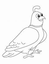 Quail Coloring Pages For Kids Sketch Page sketch template
