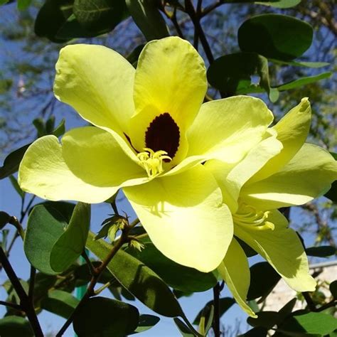 Bauhinia tomentosa - Yellow Bauhinia - 5 seeds - Onszaden