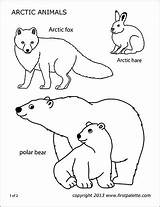 Printable Coloring Pages Arctic Animals sketch template