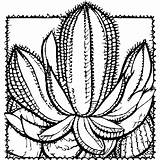 Cactus And Succulent Coloring Pages · Creative Fabrica sketch template