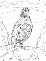 Quail Family Coloring Page sketch template