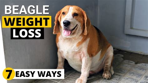 Are Beagles Prone To Obesity? 5 Most Correct Answers - Chambazone.com