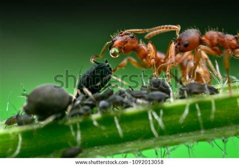 Ants Aphids Symbiosis Stock Photo 1092013058 | Shutterstock