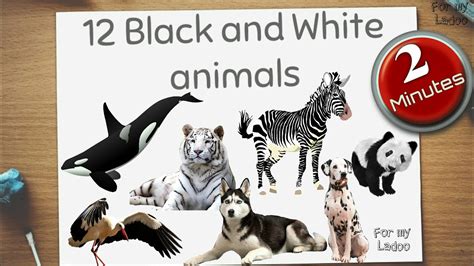 Learn black and white Animals | Educational video for Children - YouTube