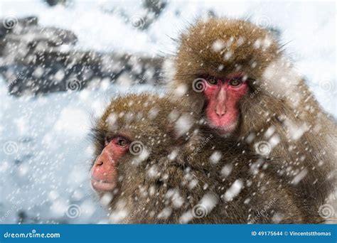 Snow Monkeys stock photo. Image of wildlife, hotsprings - 49175644